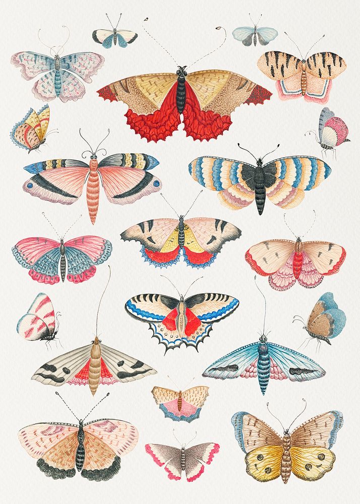 Vintage butterfly illustration collection, remixed from the 18th-century artworks from the Smithsonian archive.
