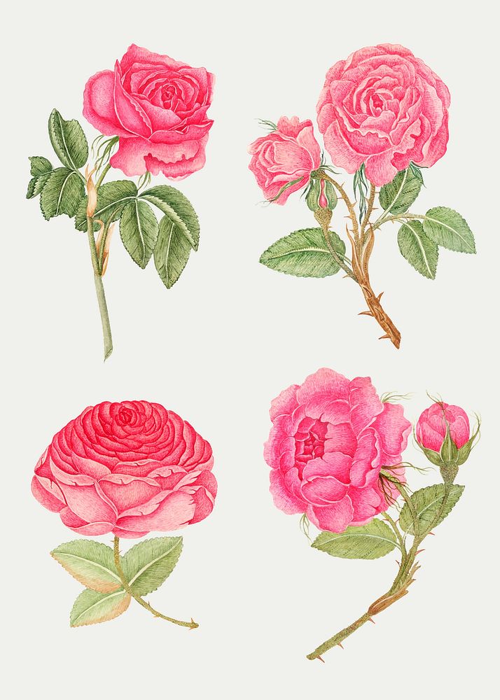 Vintage pink rose vector illustration set, remixed from the 18th-century artworks from the Smithsonian archive.