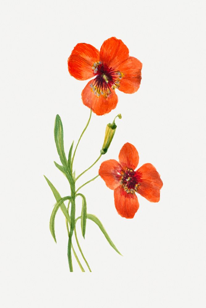 Wind poppy flower botanical illustration, remixed from the artworks by Mary Vaux Walcott
