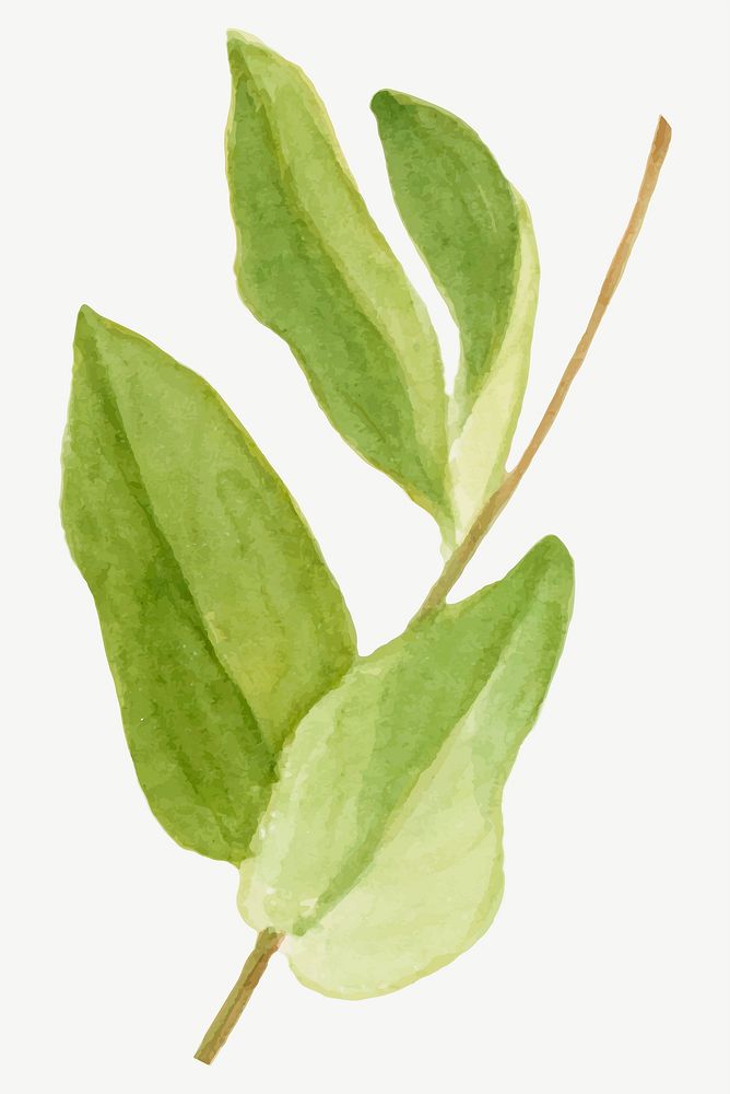 New Mexican Locust's leaves vector botanical illustration, remixed from the artworks by Mary Vaux Walcott