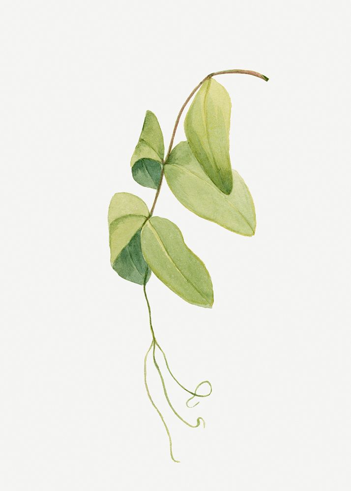 White pea leaf botanical illustration watercolor, remixed from the artworks by Mary Vaux Walcott