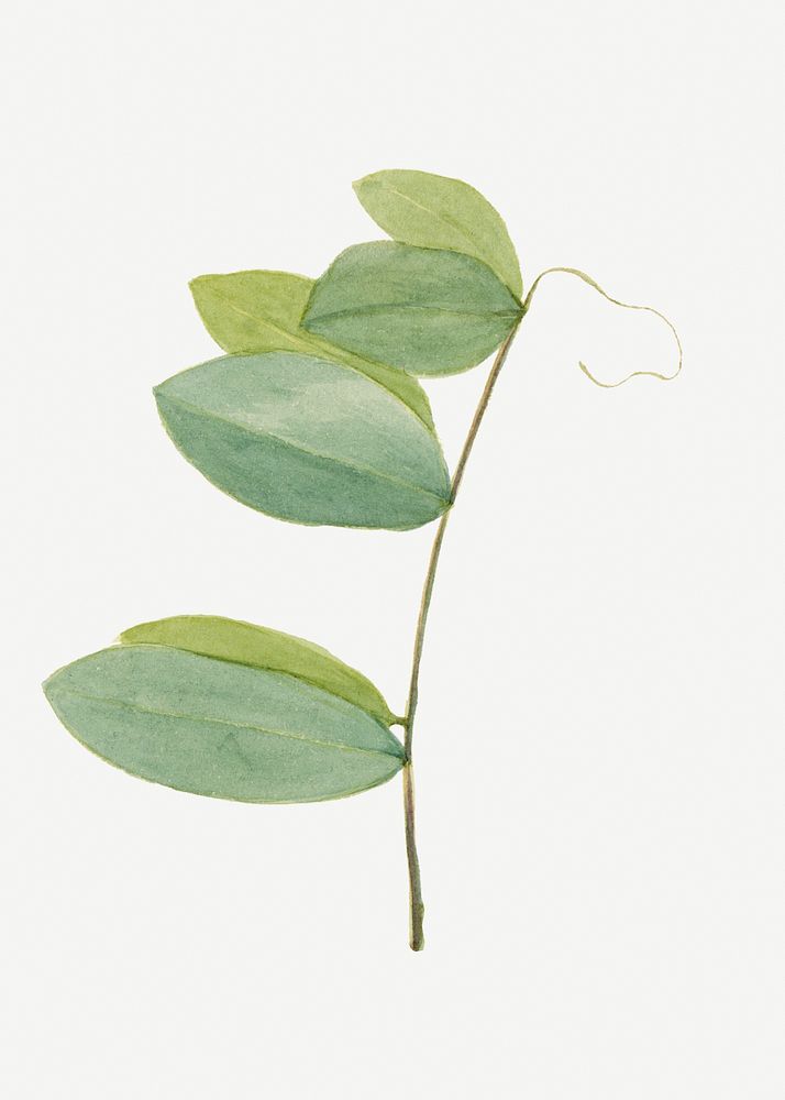 White pea green leaf illustration watercolor, remixed from the artworks by Mary Vaux Walcott