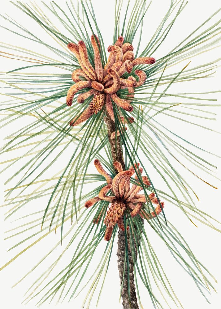 Loblolly pine cone vector botanical illustration watercolor, remixed from the artworks by Mary Vaux Walcott