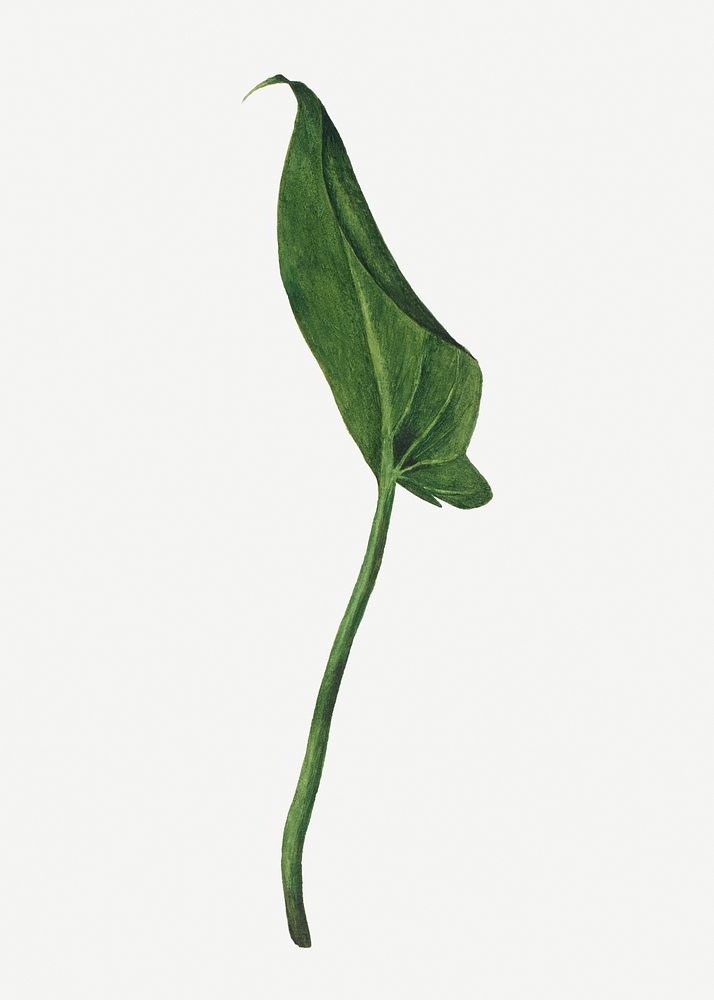 Calla lily leaf botanical illustration watercolor, remixed from the artworks by Mary Vaux Walcott