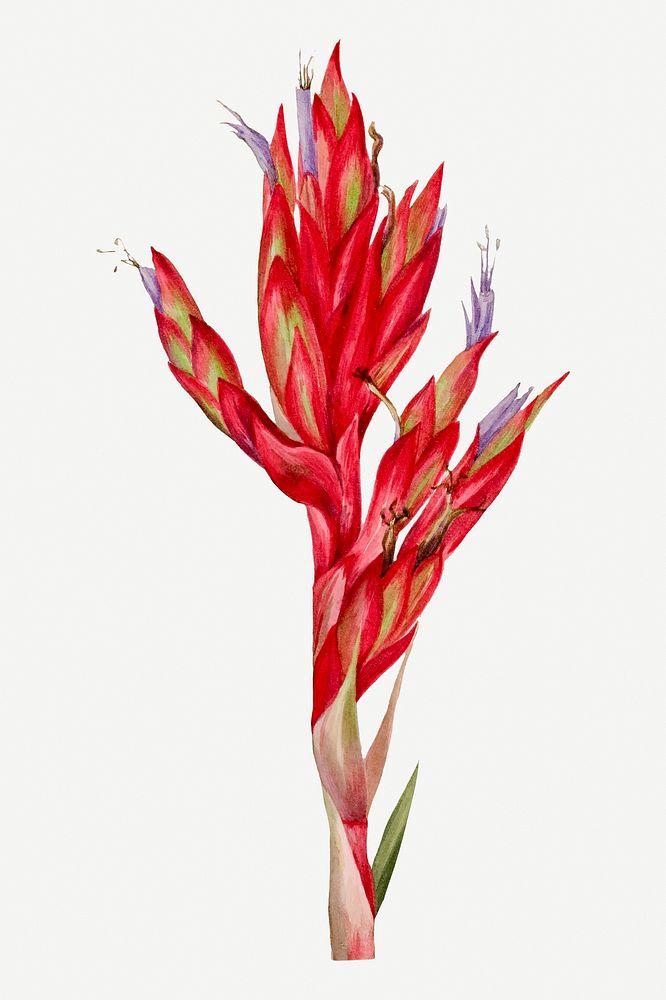 Quill-leaf tillandsia flower botanical illustration watercolor, remixed from the artworks by Mary Vaux Walcott