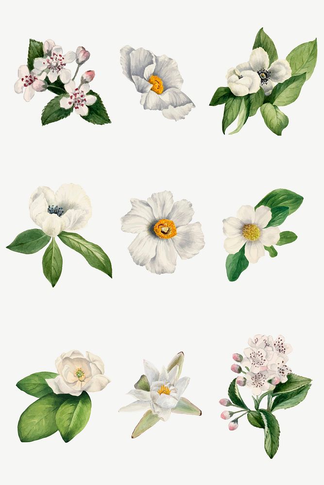 White flower vector botanical illustration set, remixed from the artworks by Mary Vaux Walcott