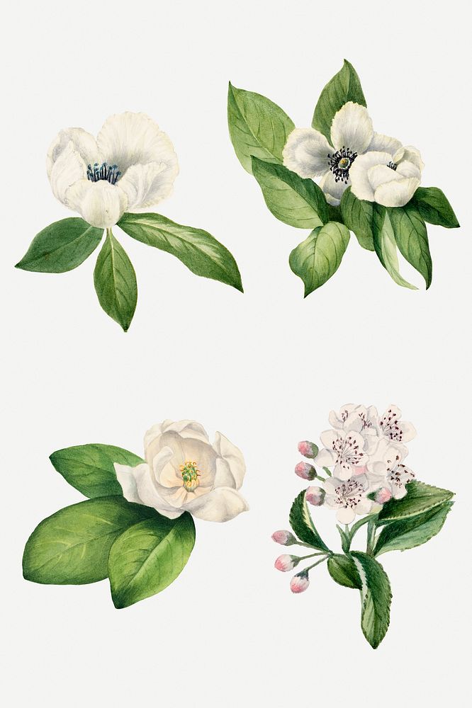 Psd white flower set psd botanical illustration