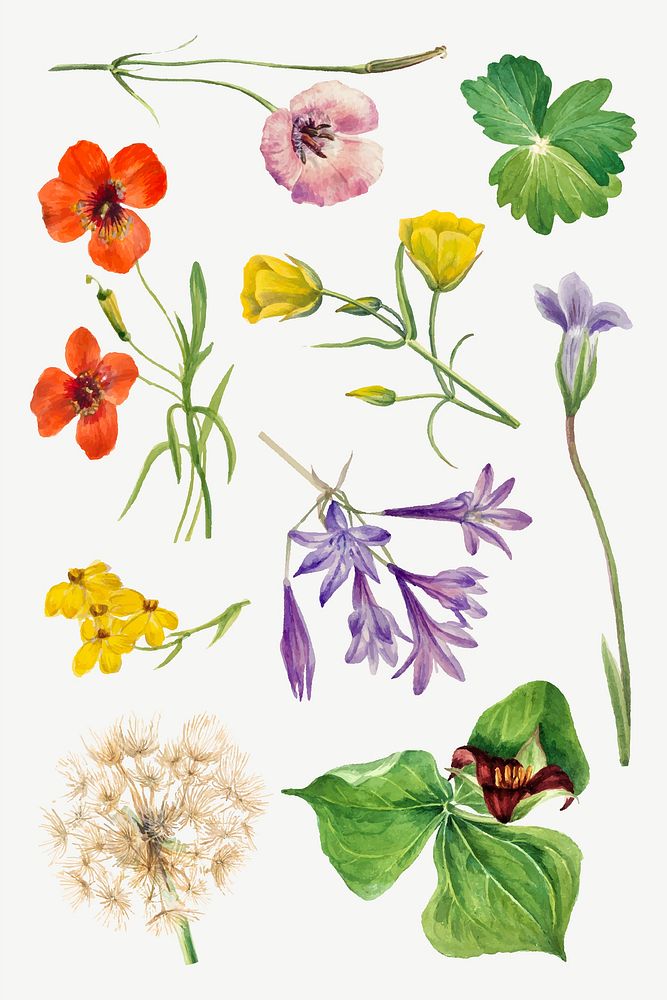 Blooming flowers vector botanical illustration set, remixed from the artworks by Mary Vaux Walcott