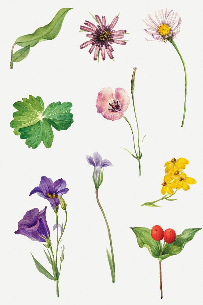 Vintage colorful flowers botanical drawing set, remixed from the artworks by Mary Vaux Walcott