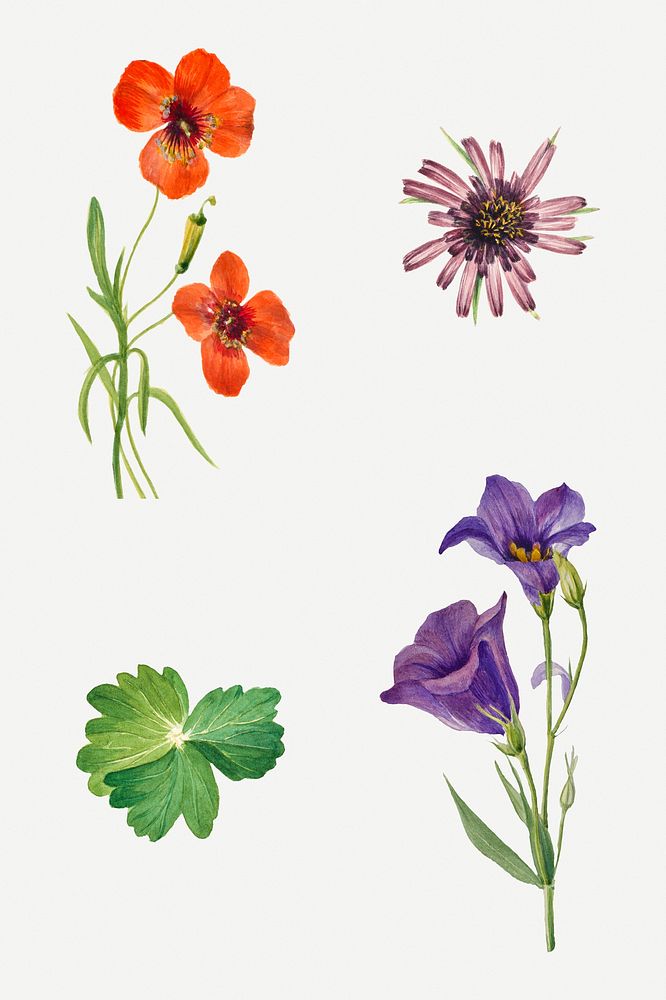 Blooming flowers vintage illustration set, remixed from the artworks by Mary Vaux Walcott