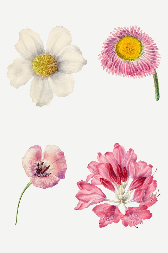 Hand drawn wild flowers floral illustration set, remixed from the artworks by Mary Vaux Walcott