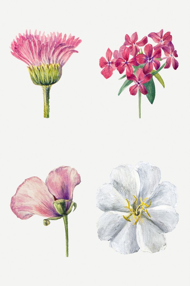 Wild flowers botanical illustration set, remixed from the artworks by Mary Vaux Walcott