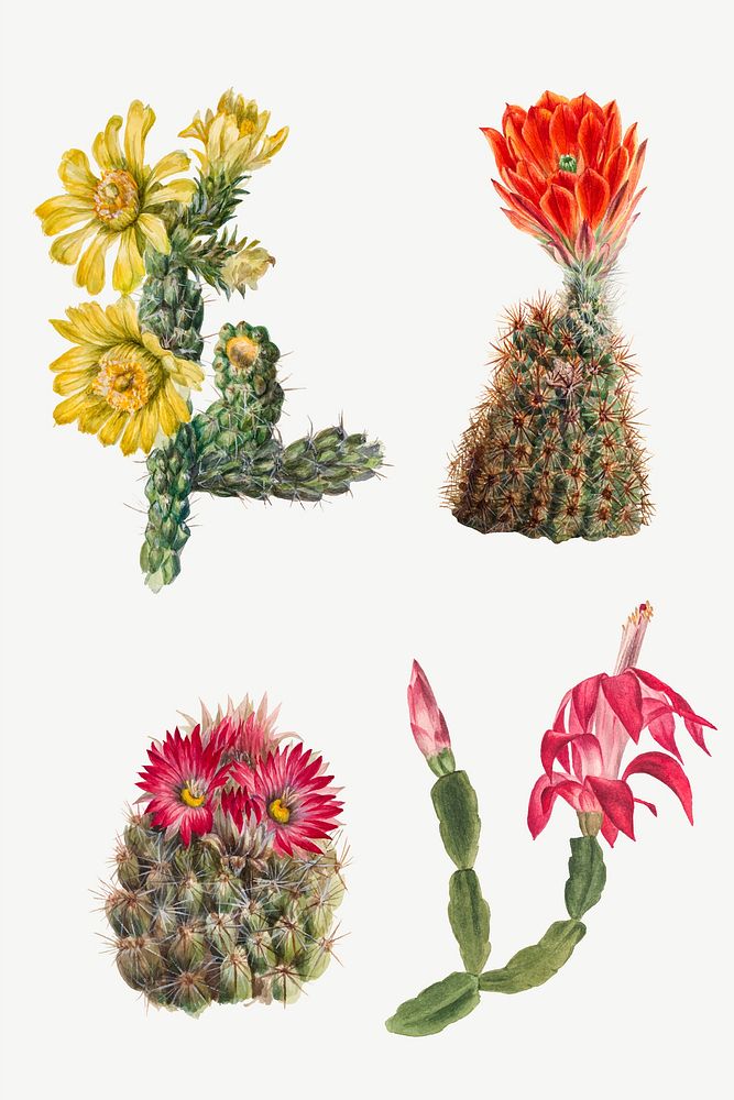 Cactus flowers vector illustration set, remixed from the artworks by Mary Vaux Walcott