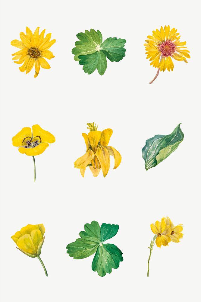 Yellow flowers vector botanical vintage illustration set, remixed from the artworks by Mary Vaux Walcott