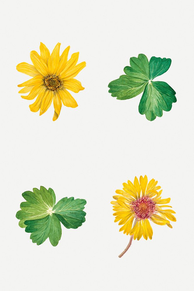 Yellow flowers botanical illustration set, remixed from the artworks by Mary Vaux Walcott