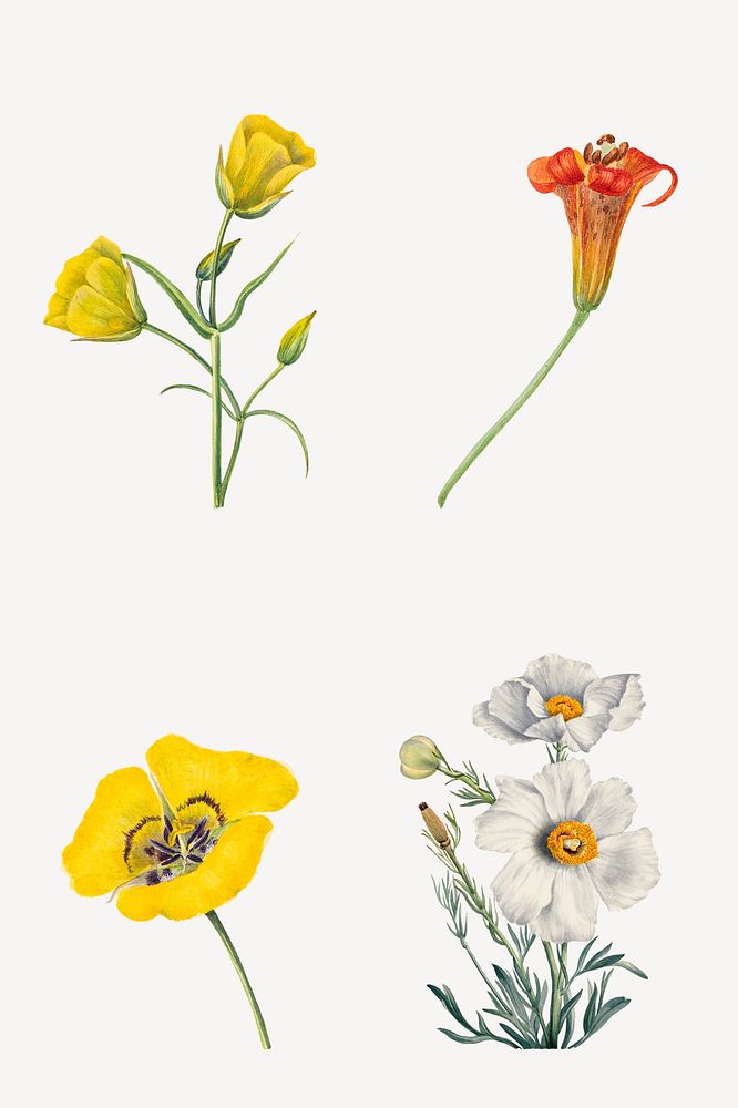 Colorful flowers blossom illustration hand drawn set, remixed from the artworks by Mary Vaux Walcott