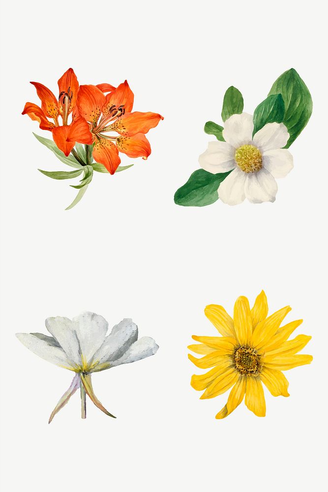Colorful flowers blossom illustration hand drawn set, remixed from the artworks by Mary Vaux Walcott