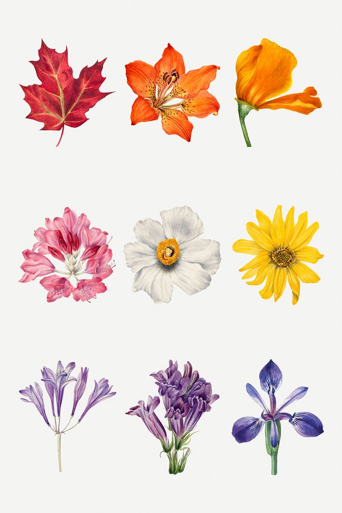 Psd hand drawn colorful flowers botanical illustration set