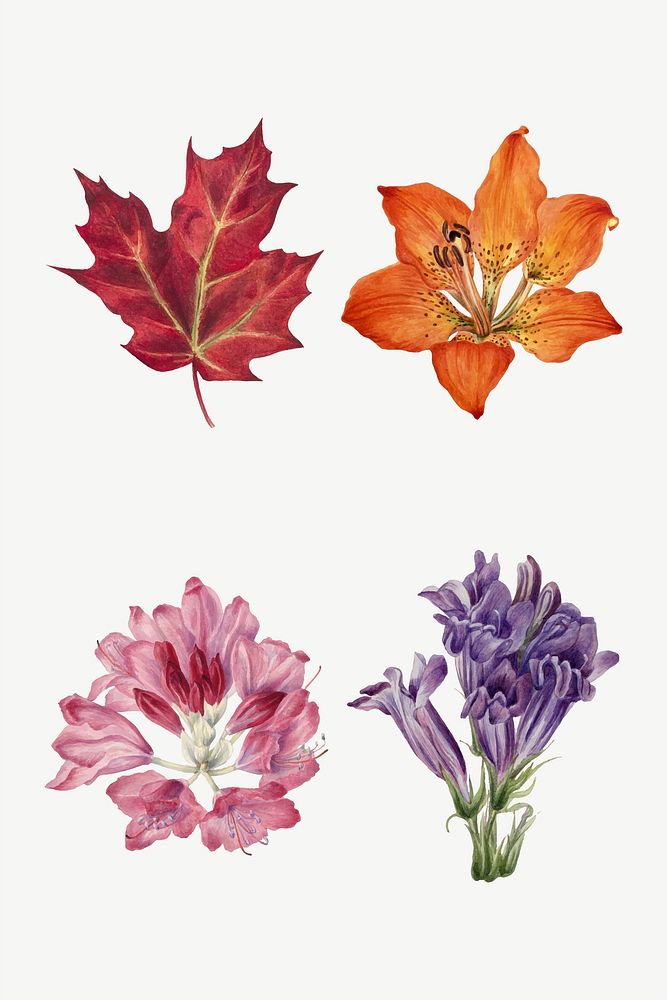 Hand drawn wild plants vector botanical illustration set, remixed from the artworks by Mary Vaux Walcott