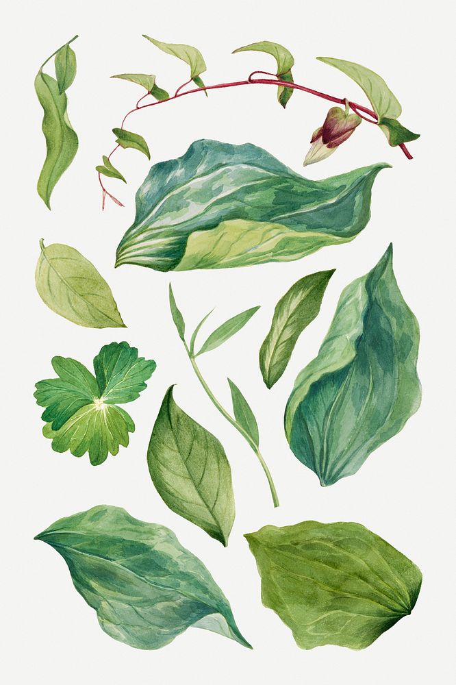 Wild plant green leaves illustration hand drawn set, remixed from the artworks by Mary Vaux Walcott