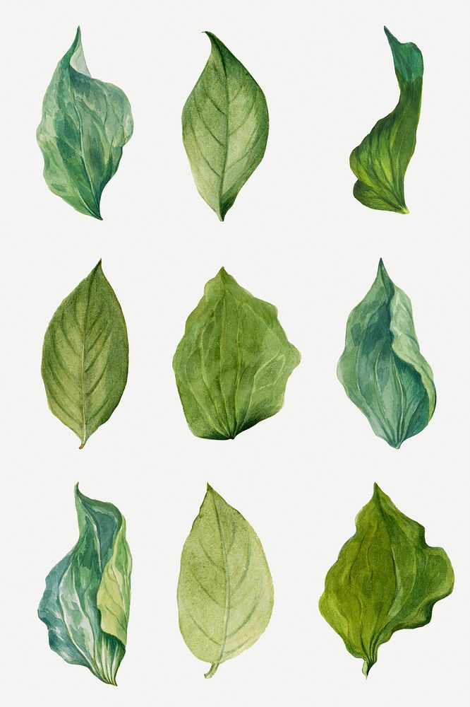 Wild plant green leaves psd hand drawn botanical illustration set