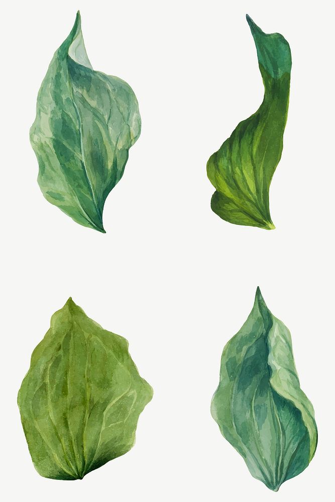 Vintage green leaves vector illustration botanical set, remixed from the artworks by Mary Vaux Walcott