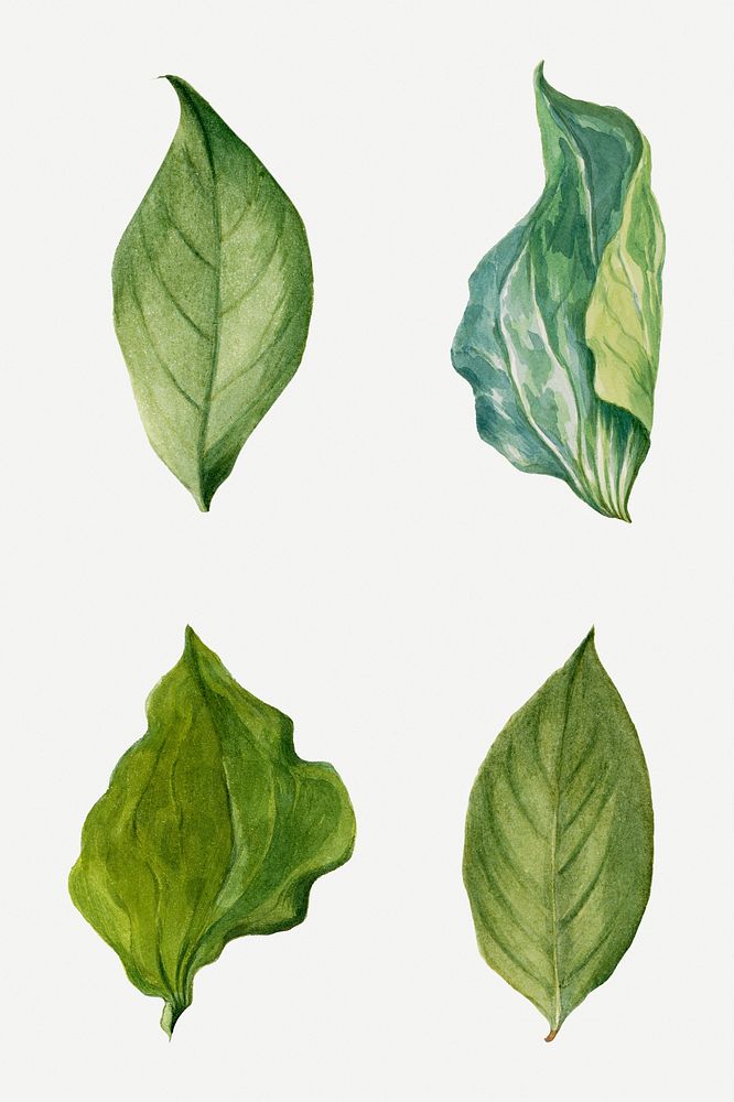 Vintage green leaves illustration botanical drawing set, remixed from the artworks by Mary Vaux Walcott