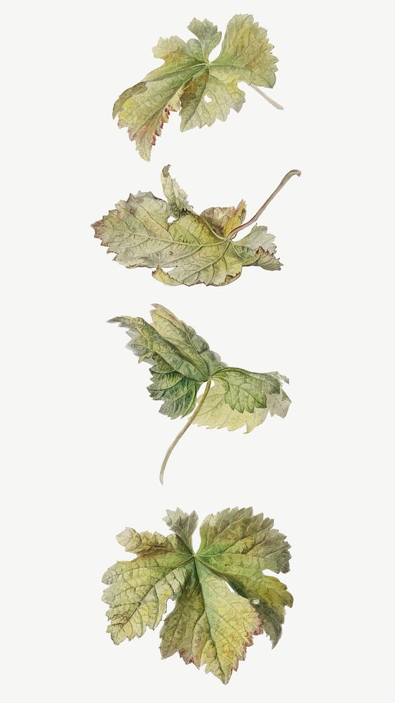 Vintage leaf botanical illustration vector set, remix from artworks by Willem van Leen