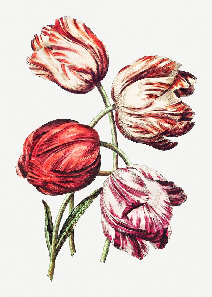 Vintage red, pink and orange tulip flowers illustration botanical wall art