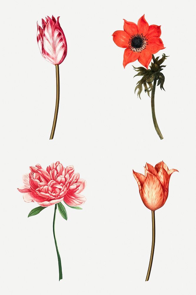 Beautiful vintage flower illustrations set
