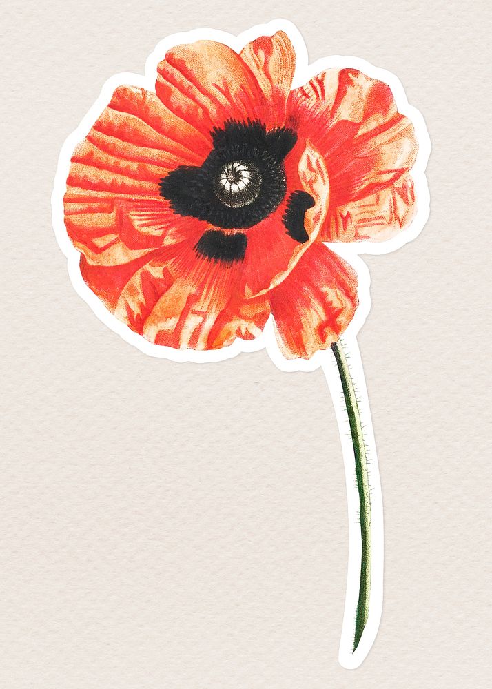 Vintage poppy flower sticker with white border