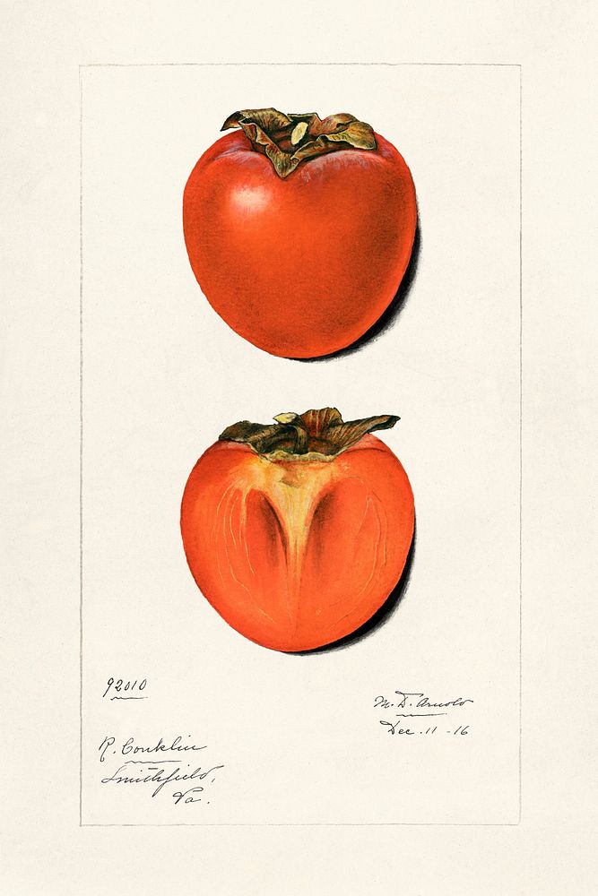 Vintage persimons illustration mockup. Digitally enhanced illustration from U.S. Department of Agriculture Pomological…