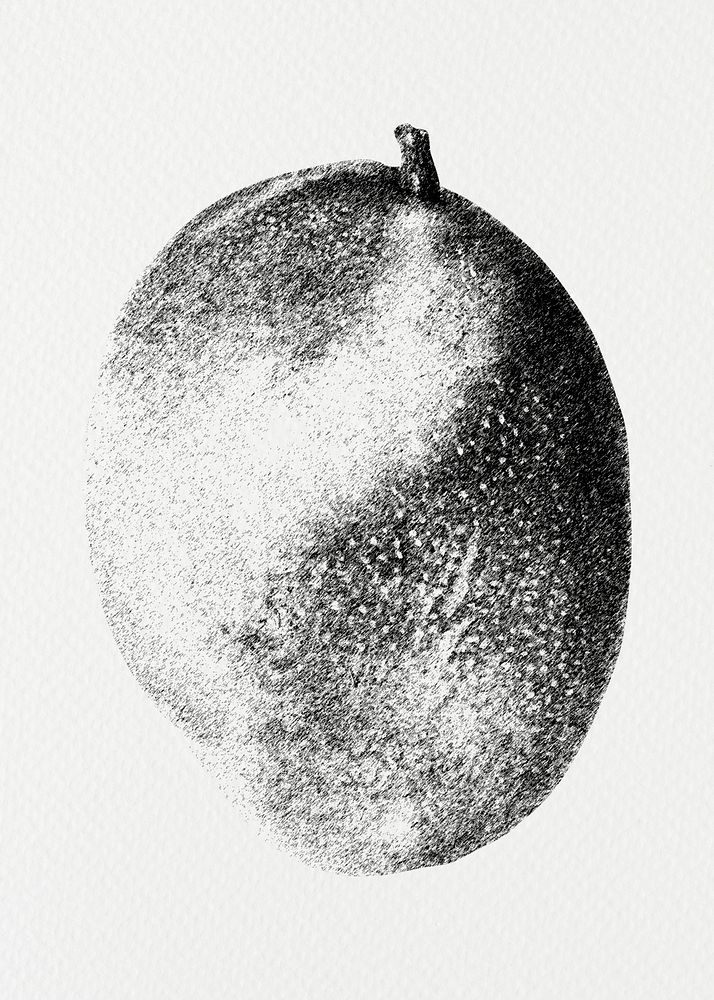 Hand drawn black and white mango fruit design element