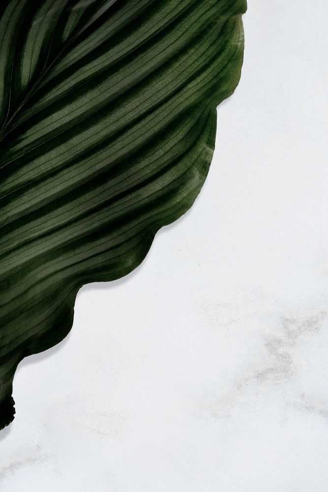 Tropical leaf on marble background
