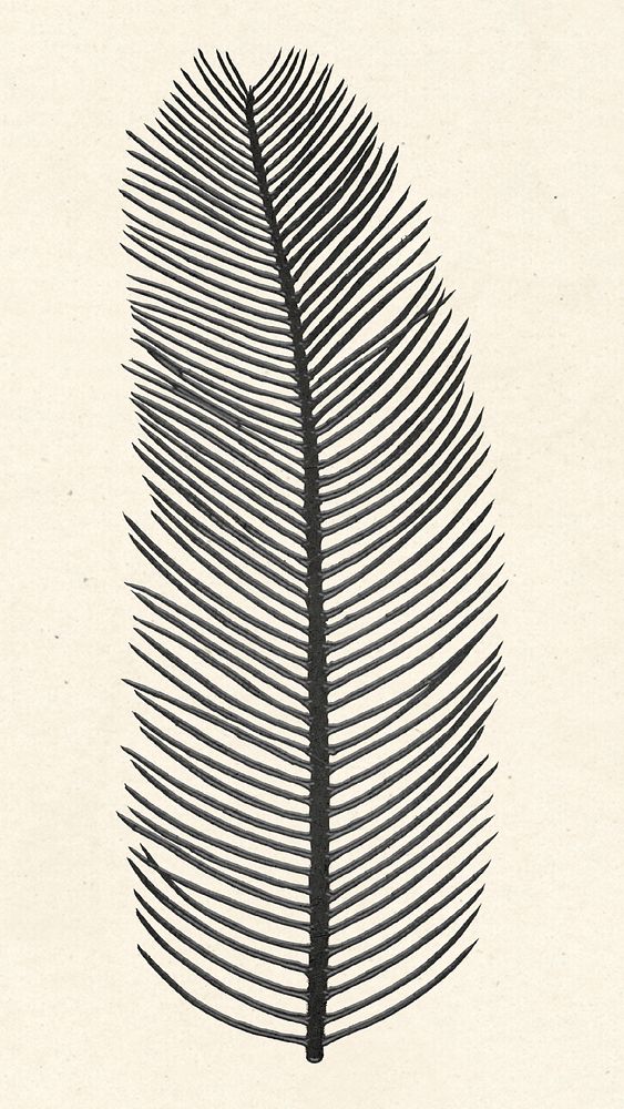 Black palm leaf vintage illustration sticker