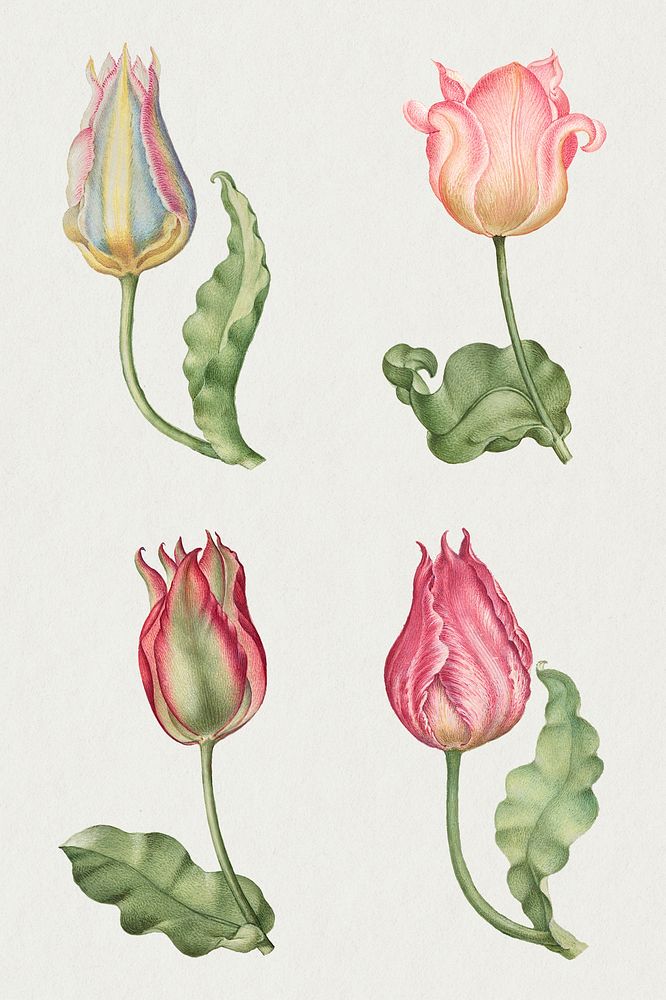 Pink tulip flower botanical illustration set, remix from The Model Book of Calligraphy Joris Hoefnagel and Georg Bocskay