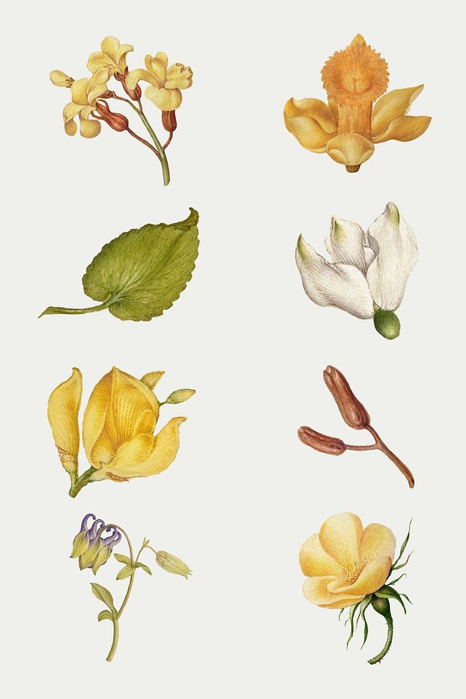 Botanical hand drawn vector vintage yellow flower set, remix from The Model Book of Calligraphy Joris Hoefnagel and Georg…