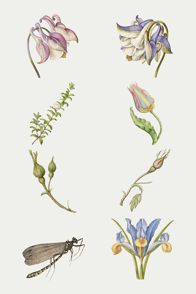 Vintage flower vector illustration floral drawing set, remix from The Model Book of Calligraphy Joris Hoefnagel and Georg…