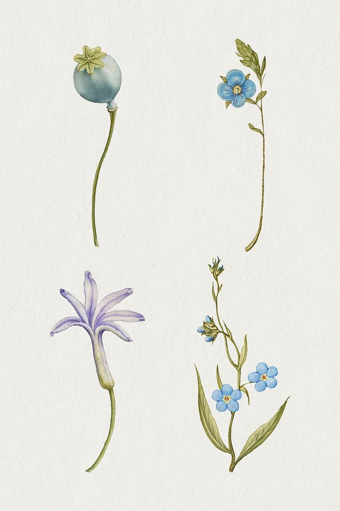 Blue flower botanical illustration set, remix from The Model Book of Calligraphy Joris Hoefnagel and Georg Bocskay