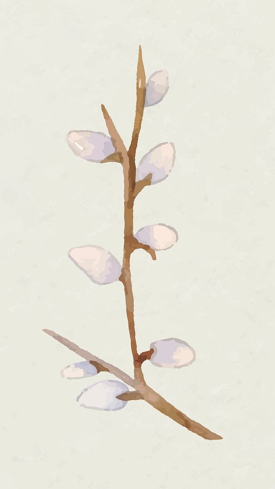 Easter pussy willow design element vector watercolor illustration
