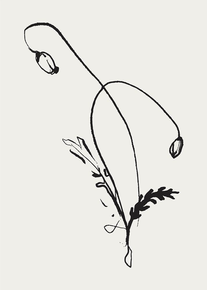 Line art flower, ranunculus design