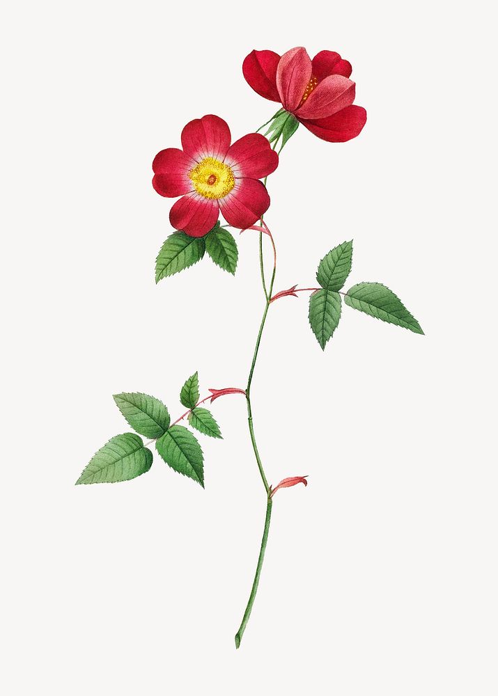 Vintage flower illustration, Japanese camellia collage element psd