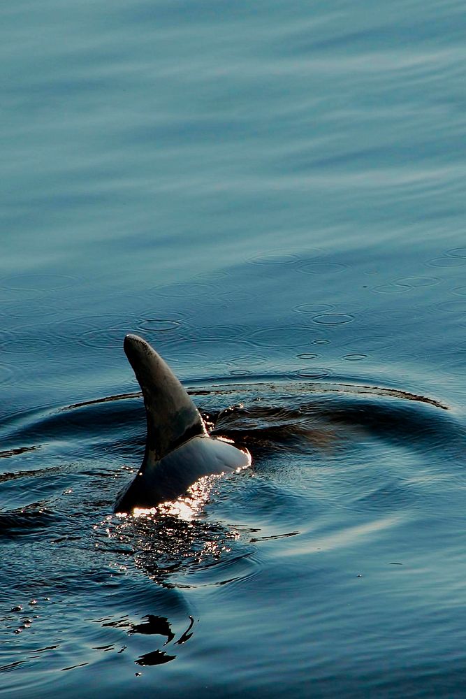 Dolphin's dorsal fin in ocean background