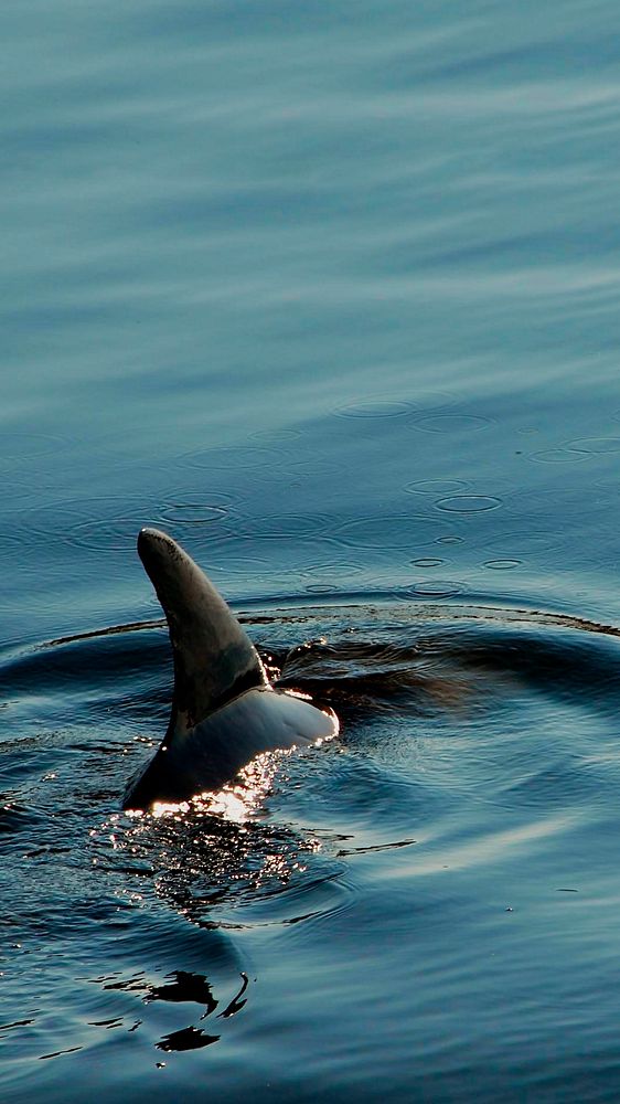 Dolphin's dorsal fin in ocean background