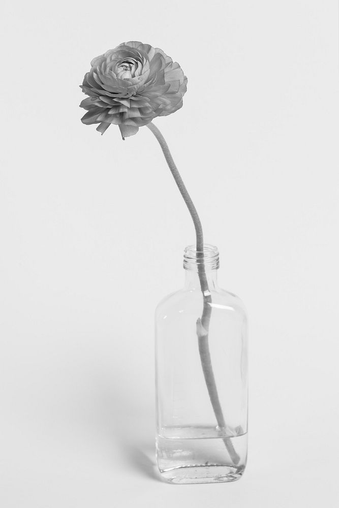 Ranunculus flower in bottle vase, gray photo