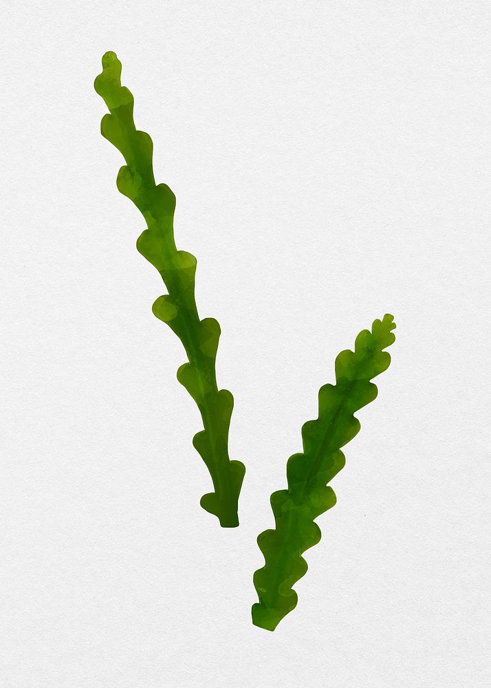 Plant leaf Fishbone cactus in gray background