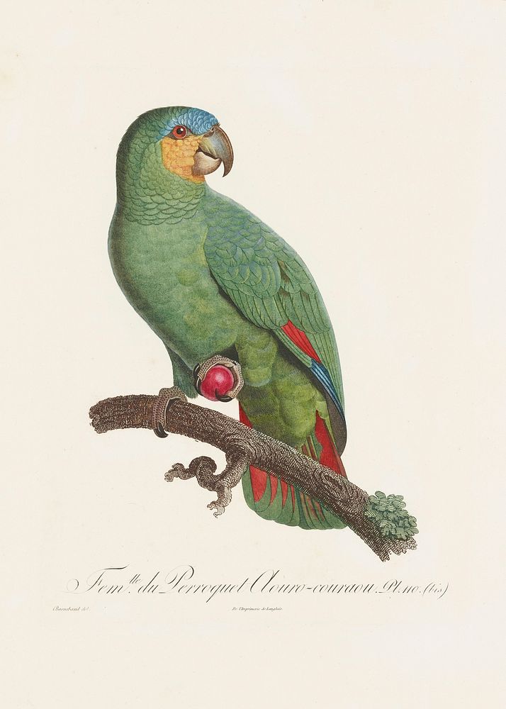 Parrot Plate 110. Original from the Minneapolis Institute of Art.