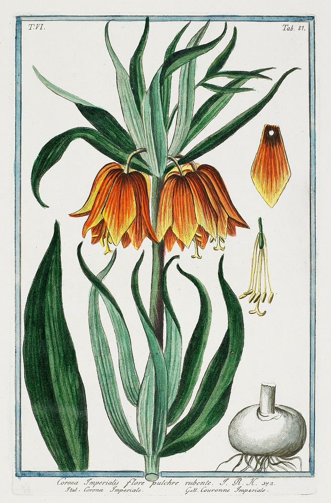 T.VI. Tab.81. Corona Imperialis flore pulchre rubente. J.R.H 342.. Original from the Minneapolis Institute of Art.