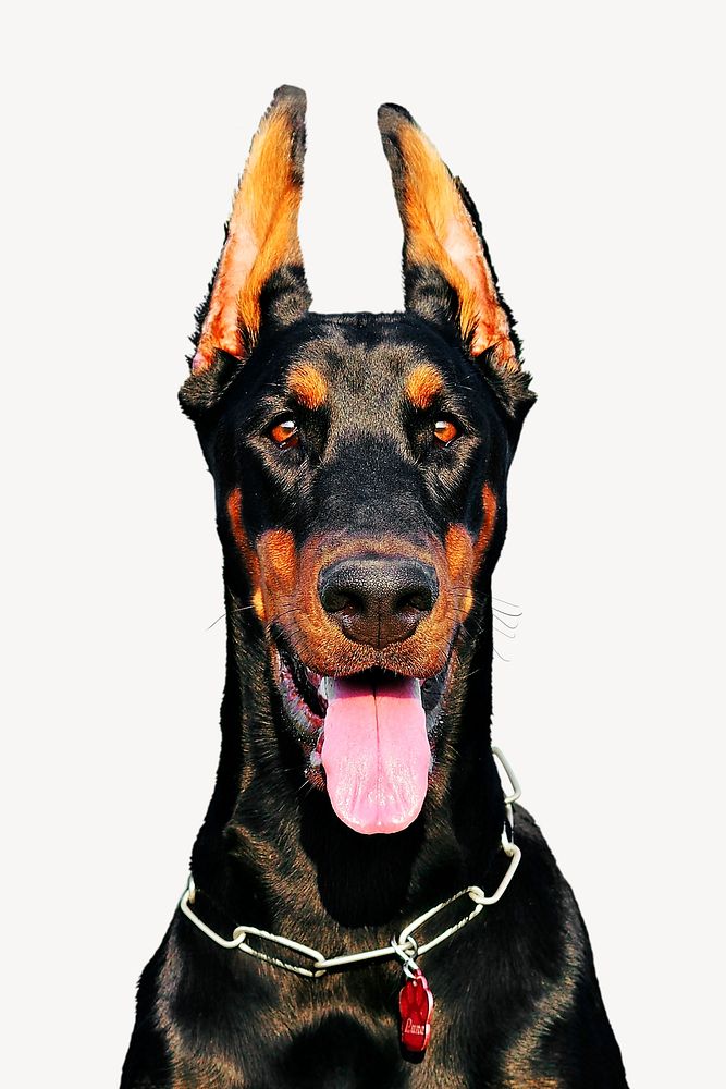 Doberman dog collage element psd