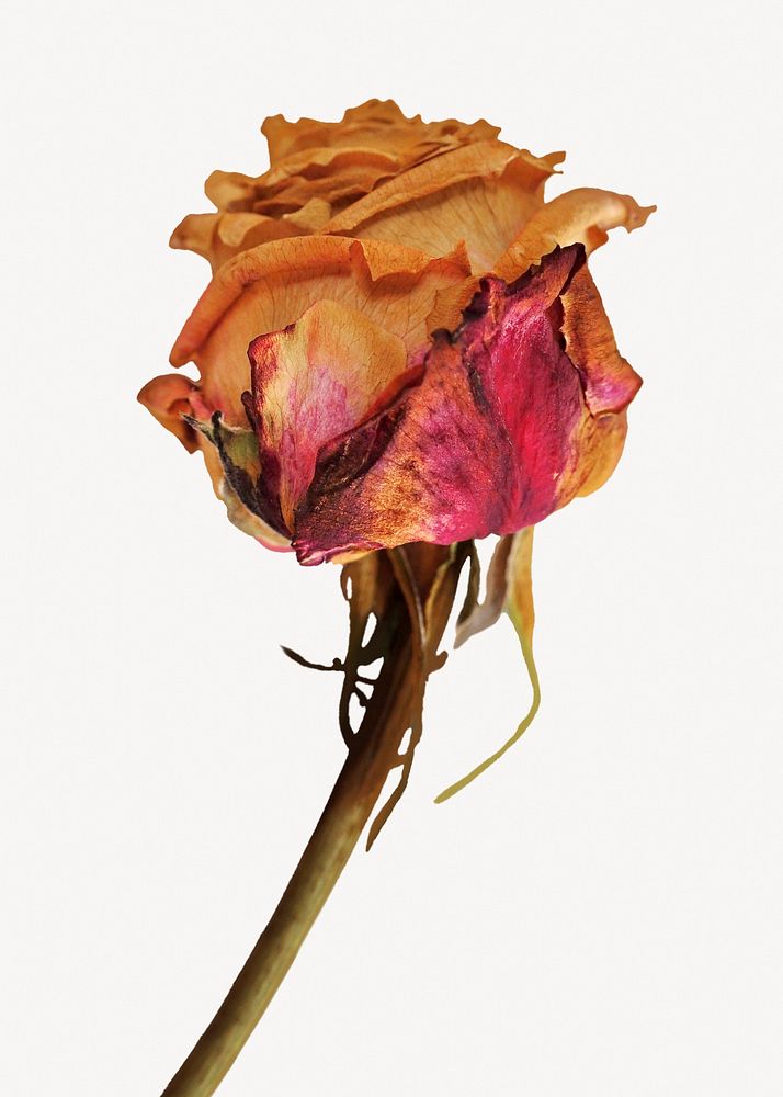 Dried rose collage element, flower design psd